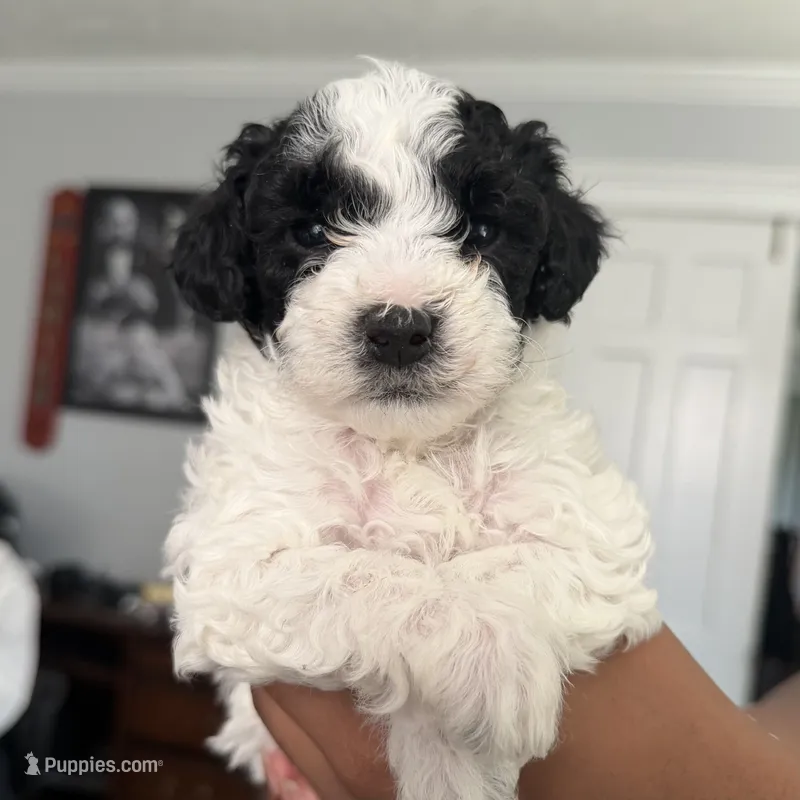 Dolly – Yorkipoo puppy for sale in Willoughby, OH