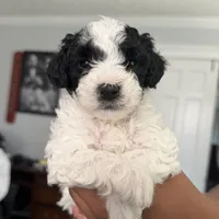 Dolly, a female Yorkipoo for sale in Willoughby, OH – 1 of 7