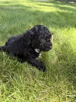 Bartholomew, a male Yorkipoo for sale in Willoughby, OH – 2 of 7