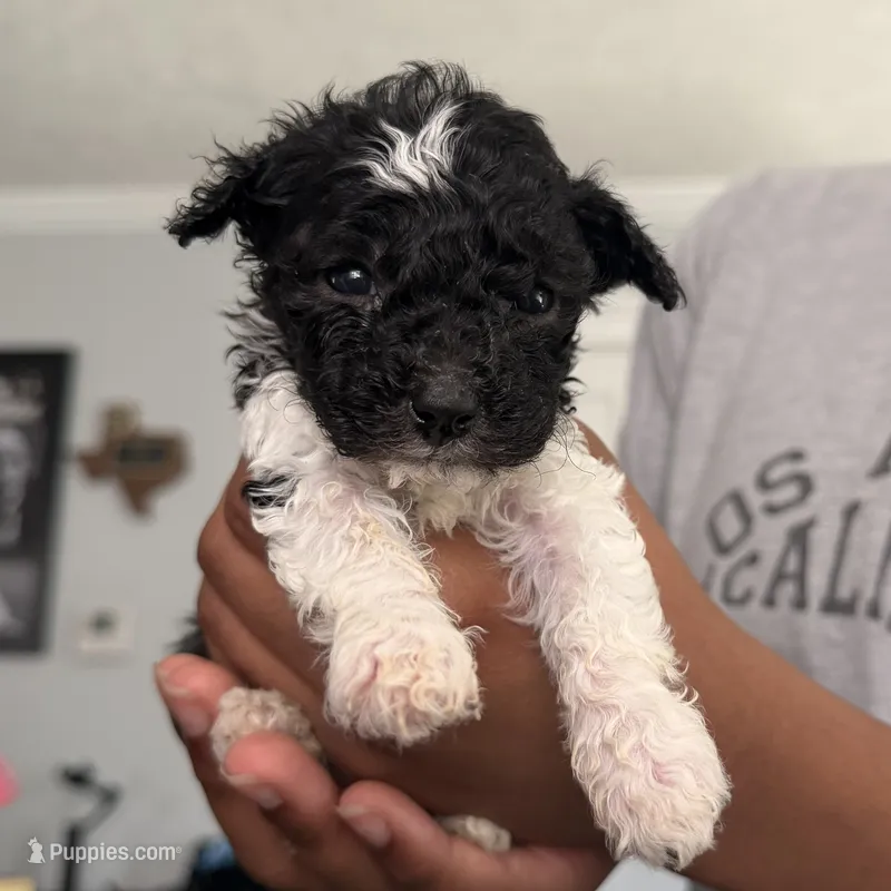 Meg – Yorkipoo puppy for sale in Willoughby, OH