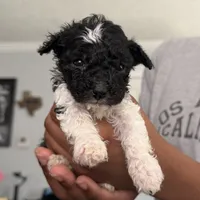 Meg, a female Yorkipoo for sale in Willoughby, OH – 1 of 7