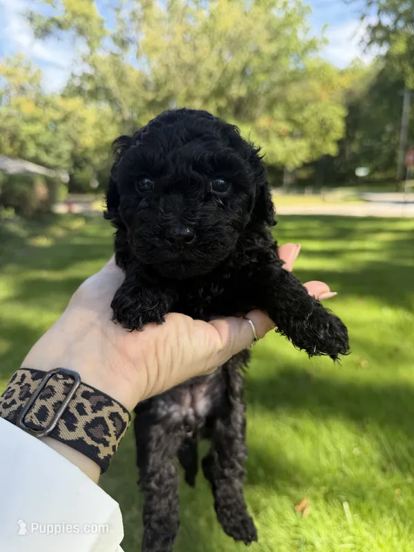 Wednesday – Yorkipoo puppy for sale in Willoughby, OH