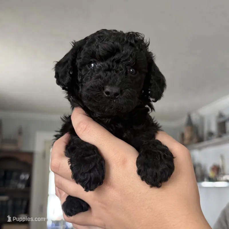 Luna – Yorkipoo puppy for sale in Willoughby, OH