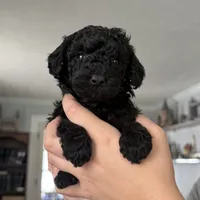 Luna, a female Yorkipoo for sale in Willoughby, OH – 1 of 6