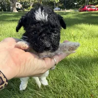 Meg, a female Yorkipoo for sale in Willoughby, OH – 3 of 7