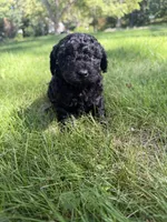 Luna, a female Yorkipoo for sale in Willoughby, OH – 6 of 6