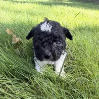Meg, a female Yorkipoo for sale in Willoughby, OH – 2 of 7