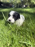 Dolly, a female Yorkipoo for sale in Willoughby, OH – 2 of 7