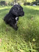 Bartholomew, a male Yorkipoo for sale in Willoughby, OH – 6 of 7