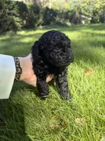 Wednesday, a female Yorkipoo for sale in Willoughby, OH – 5 of 7