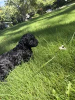 Wednesday, a female Yorkipoo for sale in Willoughby, OH – 6 of 7