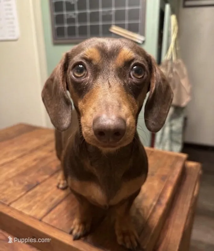Rori – Miniature Dachshund puppy for sale in Imboden, AR