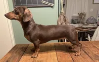 Rori, a female Miniature Dachshund for sale in Imboden, AR – 3 of 4