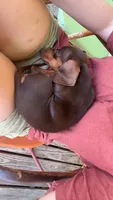 Rori, a female Miniature Dachshund for sale in Imboden, AR – 4 of 4