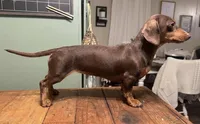 Rori, a female Miniature Dachshund for sale in Imboden, AR – 2 of 4