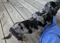 Stripes, a male Miniature Dachshund for sale in Elizabethtown, KY – 2 of 4