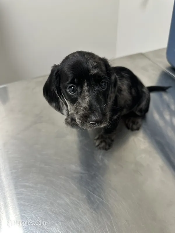 Polka Dot Man – Miniature Dachshund puppy for sale in Elizabethtown, KY