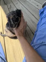 Stripes, a male Miniature Dachshund for sale in Elizabethtown, KY – 3 of 4