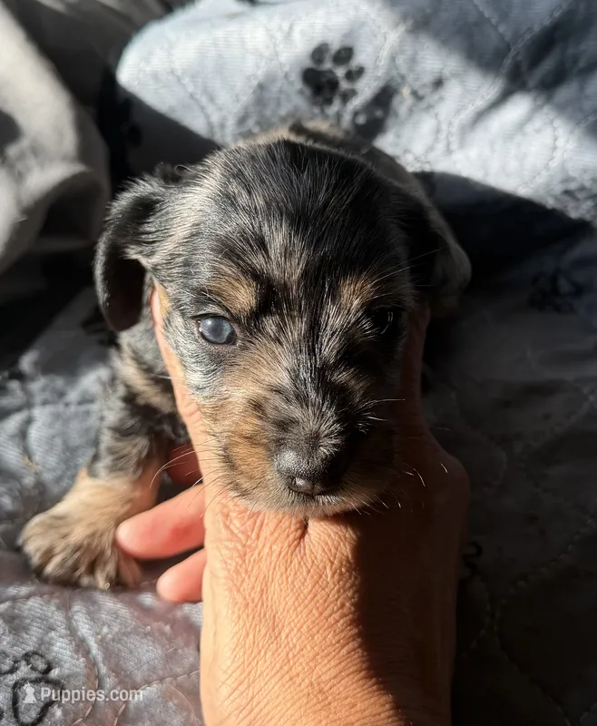 Chocolate Fudge  – Miniature Dachshund puppy for sale in Elizabethtown, KY