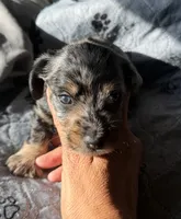 Chocolate Fudge , a male Miniature Dachshund for sale in Elizabethtown, KY – 1 of 4