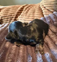 Batgirl , a female Miniature Dachshund for sale in Elizabethtown, KY – Photo 3 of 6