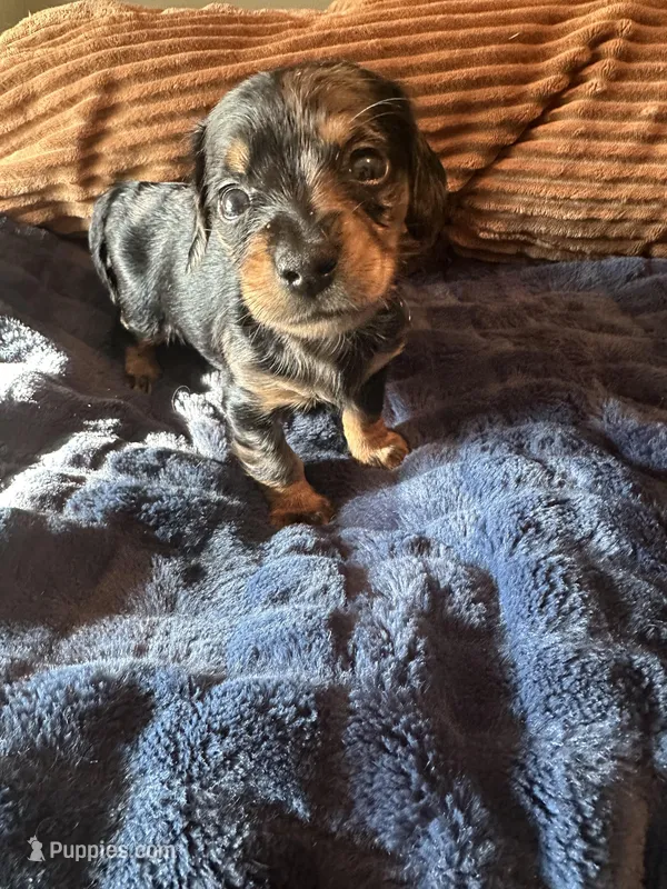 Batgirl  – Miniature Dachshund puppy for sale in Elizabethtown, KY