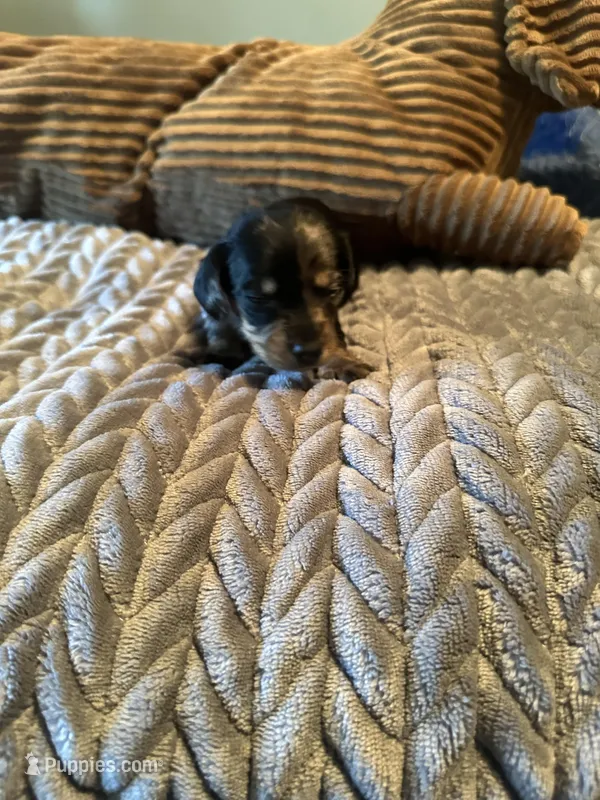 Batgirl  – Miniature Dachshund puppy for sale in Elizabethtown, KY