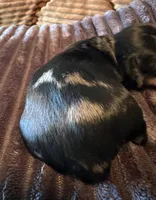 Batgirl , a female Miniature Dachshund for sale in Elizabethtown, KY – Photo 2 of 6