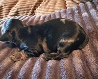 Batgirl , a female Miniature Dachshund for sale in Elizabethtown, KY – Photo 4 of 6