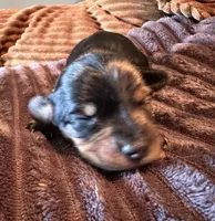 Batgirl , a female Miniature Dachshund for sale in Elizabethtown, KY – Photo 1 of 6