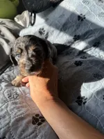 Chocolate Fudge , a male Miniature Dachshund for sale in Elizabethtown, KY – 4 of 4