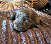 The Flash, a male Miniature Dachshund for sale in Elizabethtown, KY – Photo 1 of 6