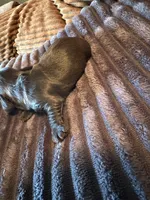 The Flash, a male Miniature Dachshund for sale in Elizabethtown, KY – Photo 5 of 6