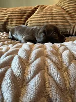 The Flash, a male Miniature Dachshund for sale in Elizabethtown, KY – Photo 3 of 9