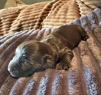 The Flash, a male Miniature Dachshund for sale in Elizabethtown, KY – Photo 3 of 6
