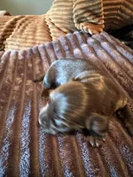 The Flash, a male Miniature Dachshund for sale in Elizabethtown, KY – Photo 4 of 6