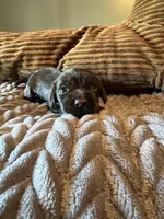 The Flash, a male Miniature Dachshund for sale in Elizabethtown, KY – Photo 1 of 9