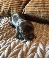 The Flash, a male Miniature Dachshund for sale in Elizabethtown, KY – Photo 2 of 9