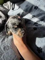 Chocolate Fudge , a male Miniature Dachshund for sale in Elizabethtown, KY – 2 of 4