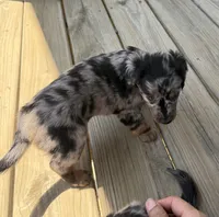 Spots , a male Miniature Dachshund for sale in Elizabethtown, KY – 3 of 4