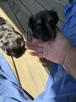 Stripes, a male Miniature Dachshund for sale in Elizabethtown, KY – 4 of 4