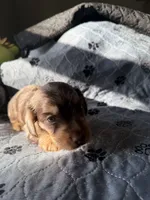 Carmel, a male Miniature Dachshund for sale in Elizabethtown, KY – 5 of 5