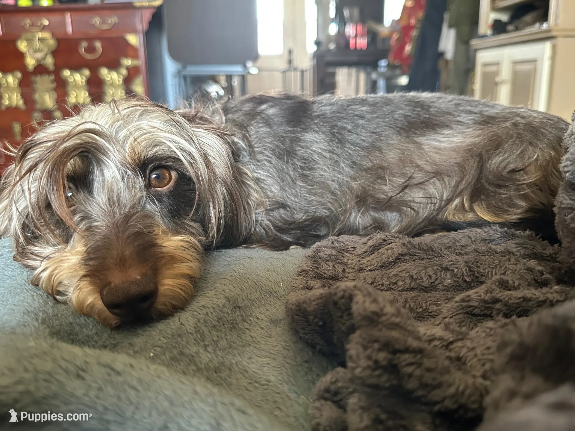Batgirl , a female Miniature Dachshund for sale in Elizabethtown, KY – Photo 6 of 6