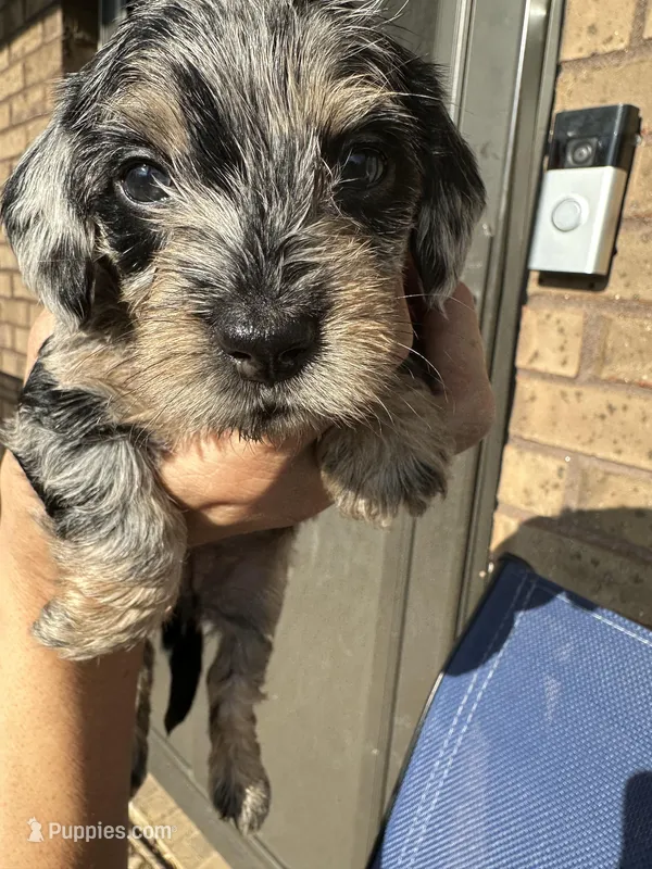Polka Dot Man – Miniature Dachshund puppy for sale in Elizabethtown, KY
