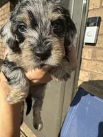 Polka Dot Man, a male Miniature Dachshund for sale in Elizabethtown, KY – 1 of 9