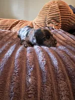 Polka Dot Man, a male Miniature Dachshund for sale in Elizabethtown, KY – Photo 3 of 6