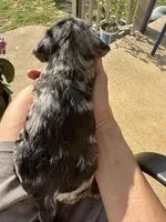 Polka Dot Man, a male Miniature Dachshund for sale in Elizabethtown, KY – 3 of 9