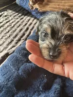 Polka Dot Man, a male Miniature Dachshund for sale in Elizabethtown, KY – 2 of 9