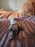 Polka Dot Man, a male Miniature Dachshund for sale in Elizabethtown, KY – Photo 2 of 6