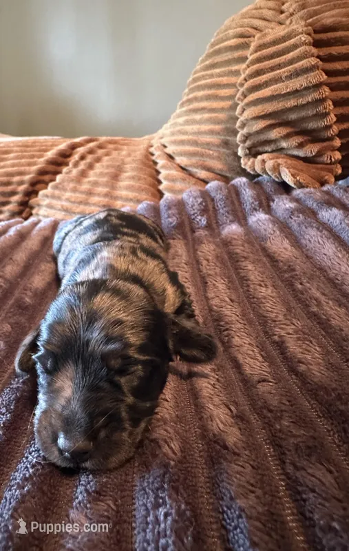 Polka Dot Man – Miniature Dachshund puppy for sale in Elizabethtown, KY